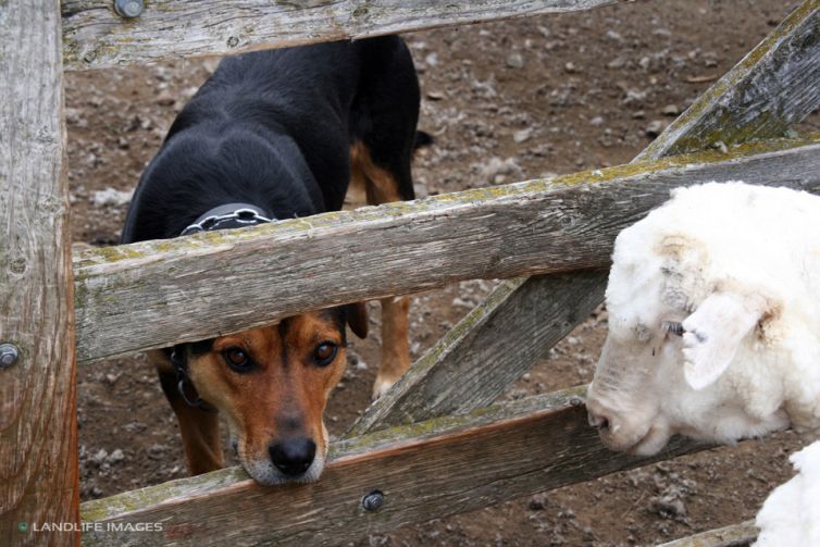 Huntaway and sheep in yards, North Canterbury, New Zealand