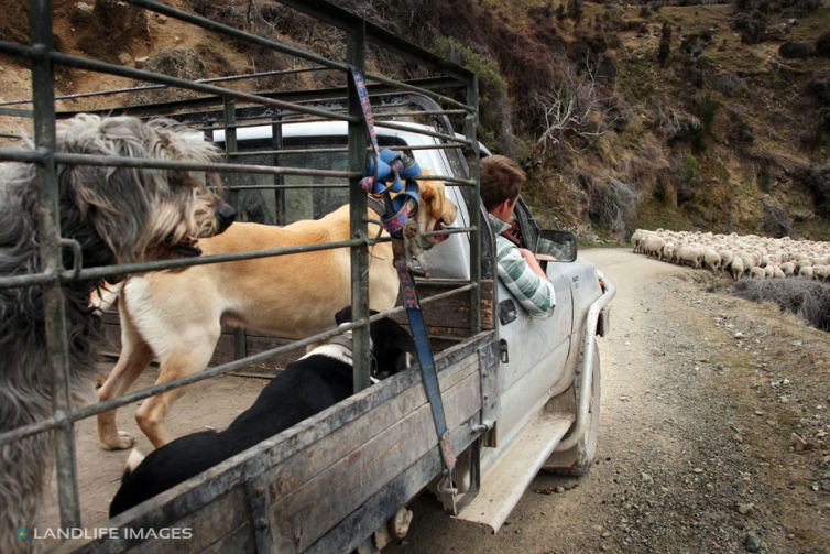 "Come on girls", North Canterbury High Country, New Zealand