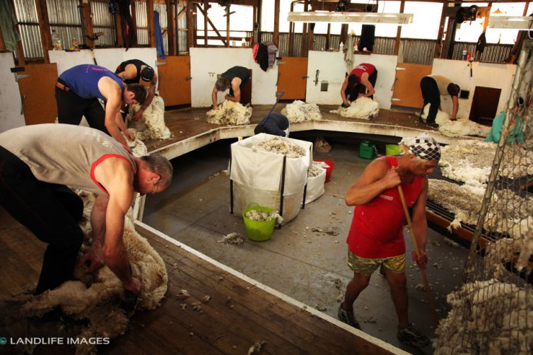 Shearing, North Canterbury, New Zealand