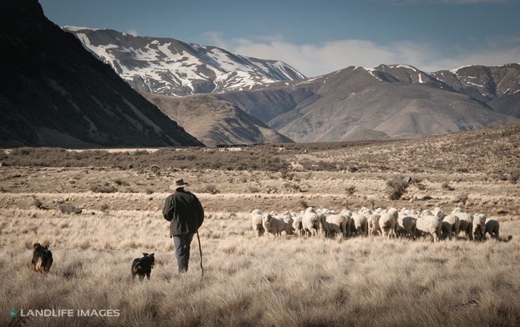 Musterer and his dogs, North Canterbury High Country, New Zealand