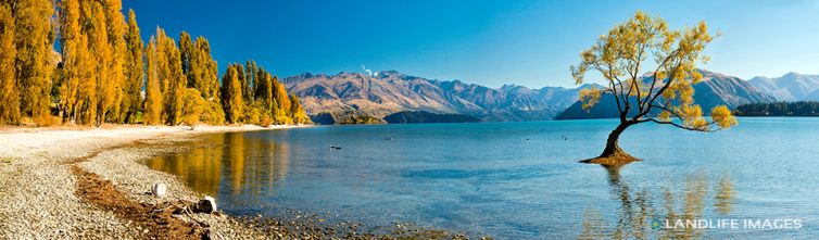 That Wanaka Tree in Autumn, Lake Wanaka