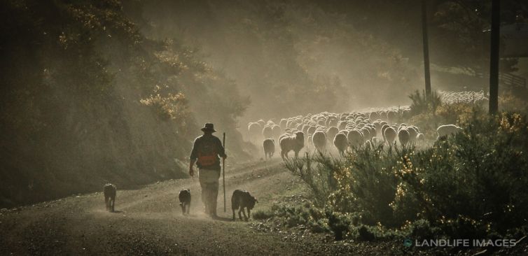 Driving the ewes home, North Canterbury High Country, New Zealand