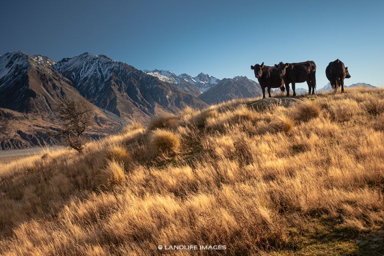 Beef cattle up Mt Sunday