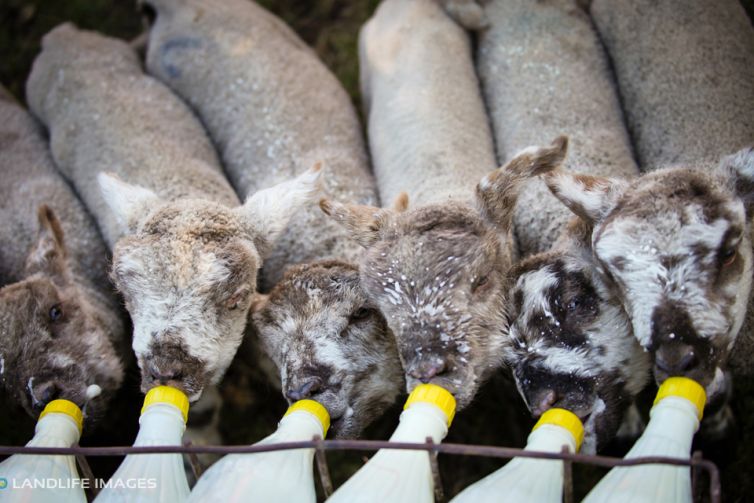 Feeding time for the lambs, Methven, New Zealand