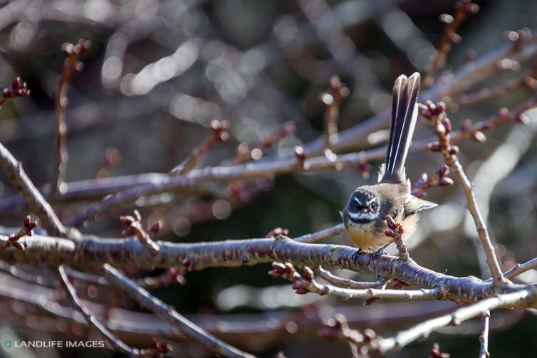 Native New Zealand Fantail/pīwakawaka (Rhipidura Fuliginosa) sitting on tree branch. New Zealand