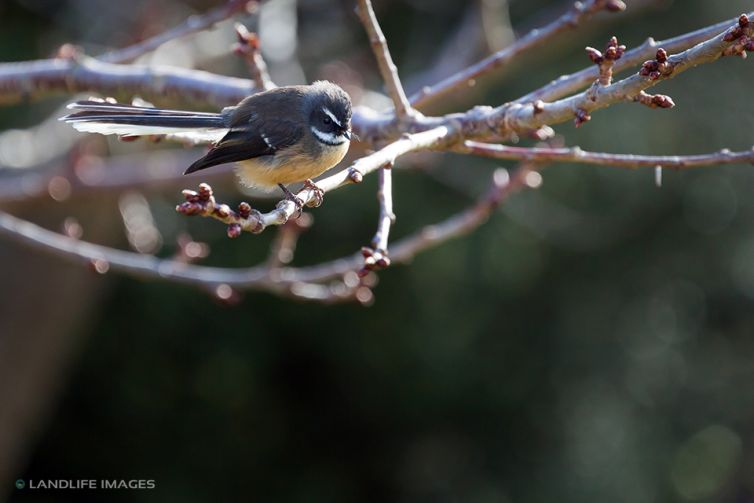 Native New Zealand Fantail (Rhipidura Fuliginosa) sitting on tree branch