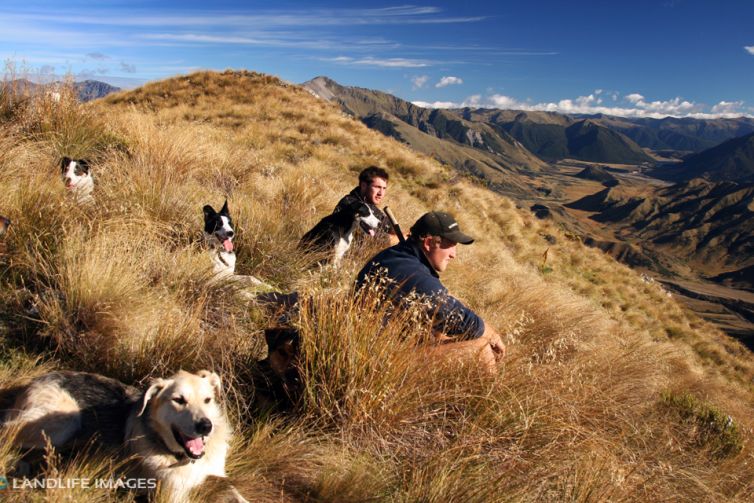 Smoko, North Canterbury High Country, New Zealand