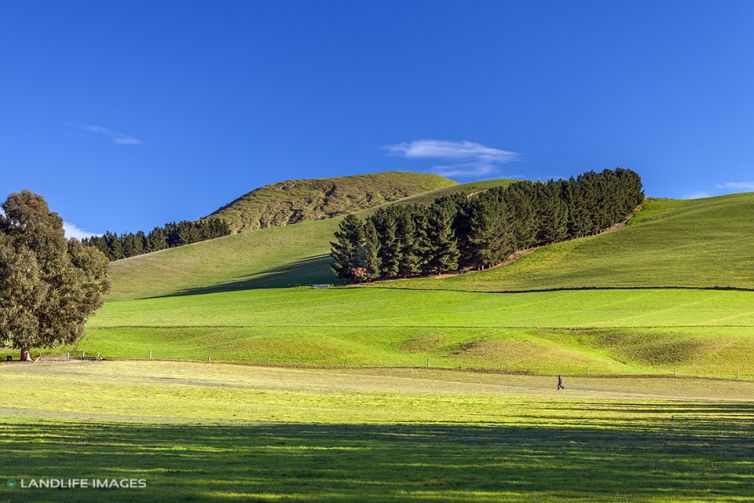 Newton Farm, Cheviot, July 2014