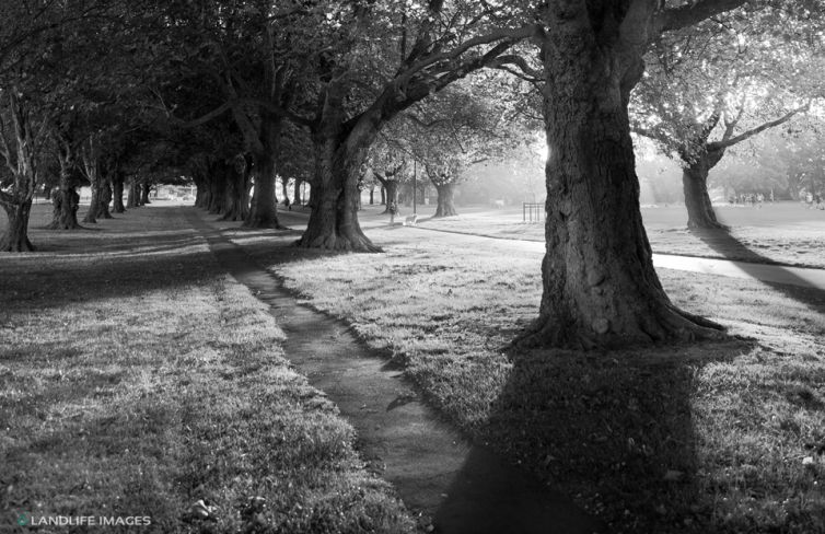 Hagley Park B+W, Christchurch, New Zealand