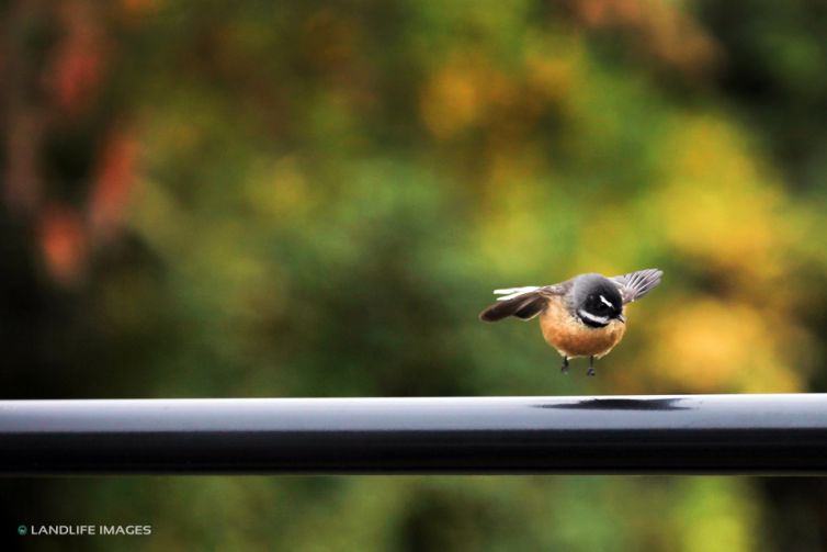 Fantail (pīwakawaka) landing