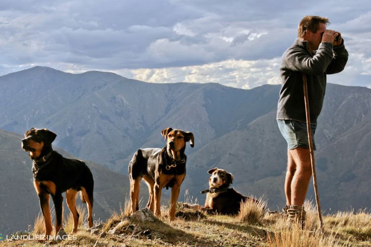 Scanning, North Canterbury High Country, New Zealand