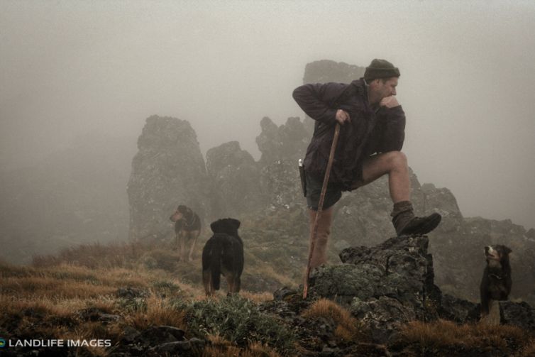 Misty Contemplation, North Canterbury High Country, New Zealand