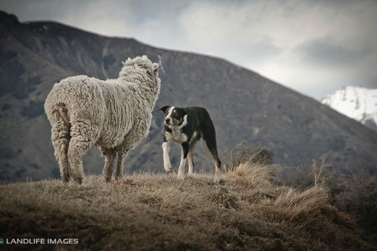 Boss Dog and a stubborn merino sheep, North Canterbury High Country, New Zealand