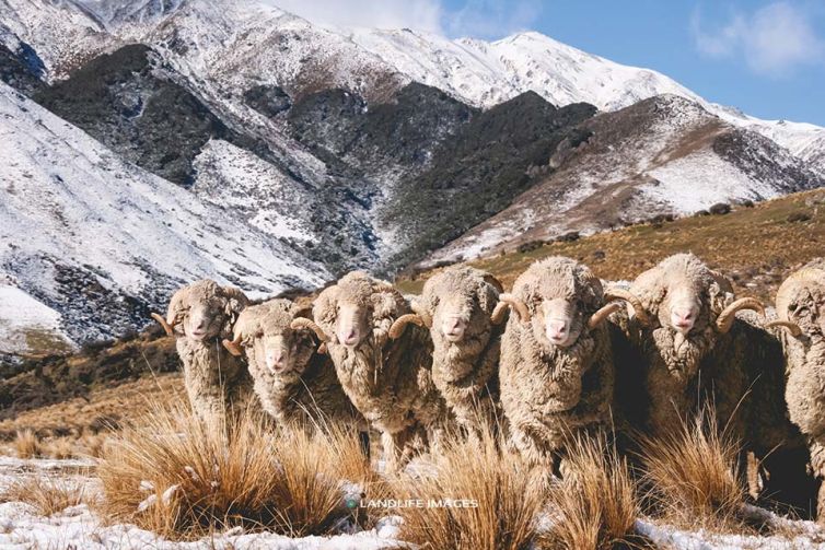 Merino Sheep line-up in front of snowy mountains, North Canterbury, New Zealand