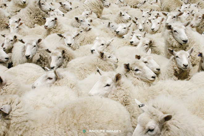 Mob of sheep in yards, New Zealand