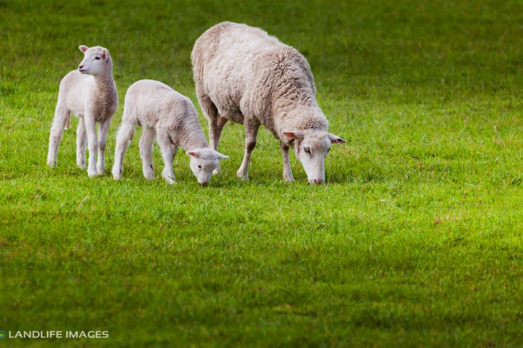 Ewe and her twins, Canterbury, New Zealand