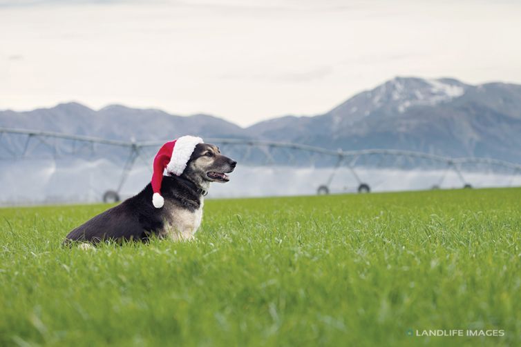 Christmas Farm Dog, Methven, New Zealand