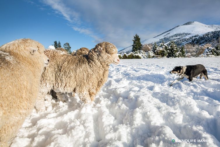 Round ups in the snow, North Canterbury, New Zealand