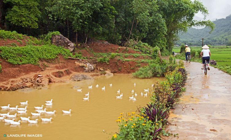 Biking to the rice fields, Vietnam