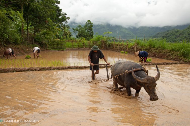 Rice Paddies, Vietnam