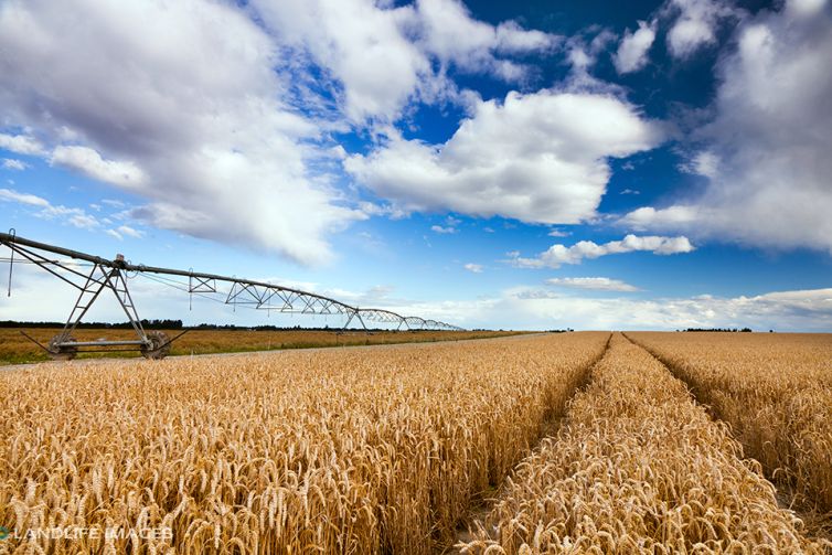 Path through wheat, Methven, New Zealand