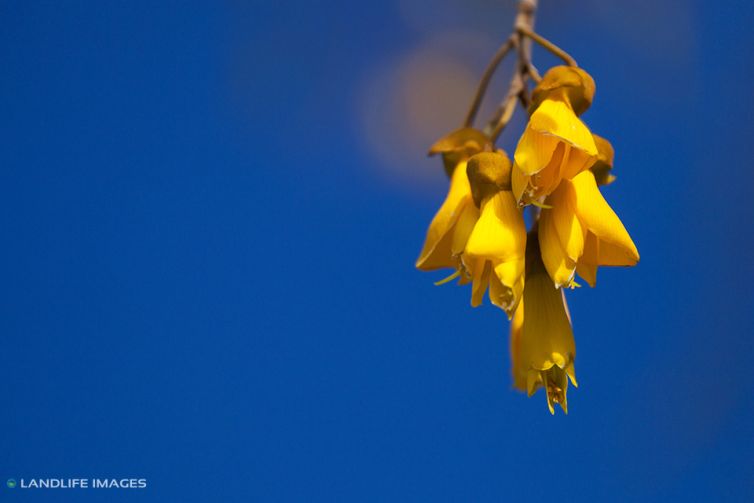 Kowhai Flowering, New Zealand