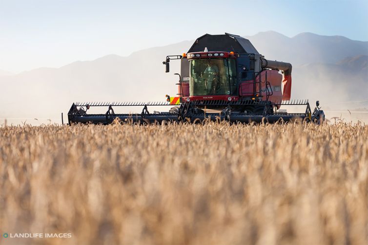 Wheat harvest, Methven, New Zealand