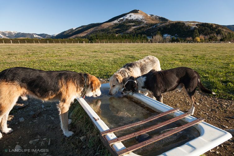 Drinks break, North Canterbury, New Zealand