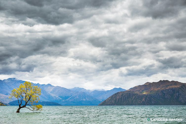 That Wanaka Tree on a Cloudy Day in Summer, Wanaka, New Zealand