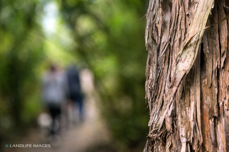 Bark alongside walking track, New Zealand