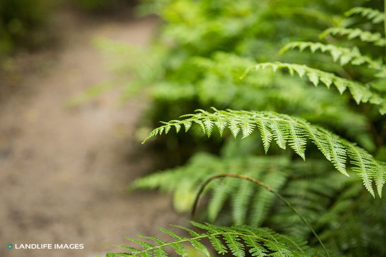 Fern along walking track, North Canterbury, New Zealand