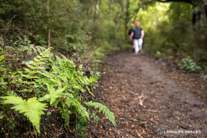 New Zealand Bush Walking Track