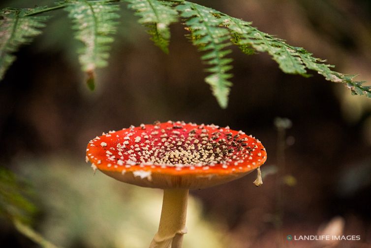 Fly agaric under fern, New Zealand