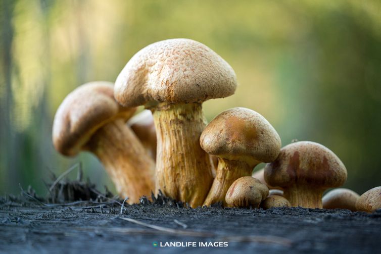 Toadstool family (landscape)