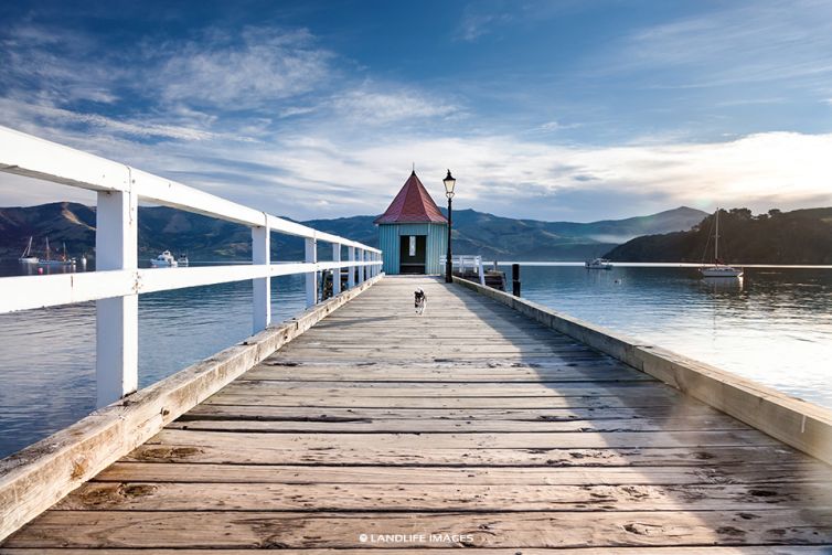 Small Dog, Big Wharf, Akaroa, New Zealand