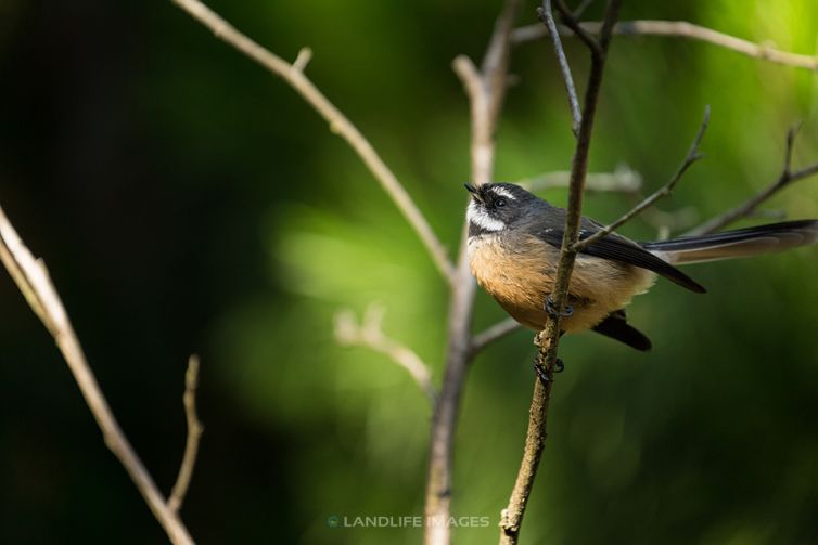 New Zealand Fantail (pīwakawaka) looking to the sky