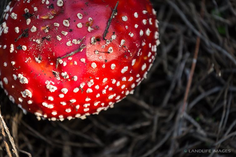 Fly agaric toadstool