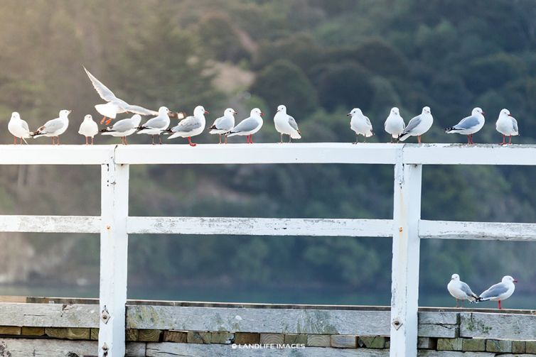 Seagull Line-up, Banks Peninsula, New Zealand