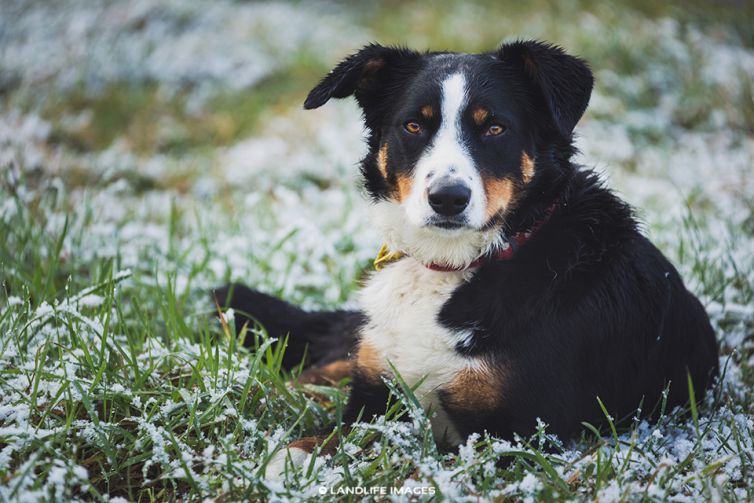 Snowy farm dog, Methven, New Zealand