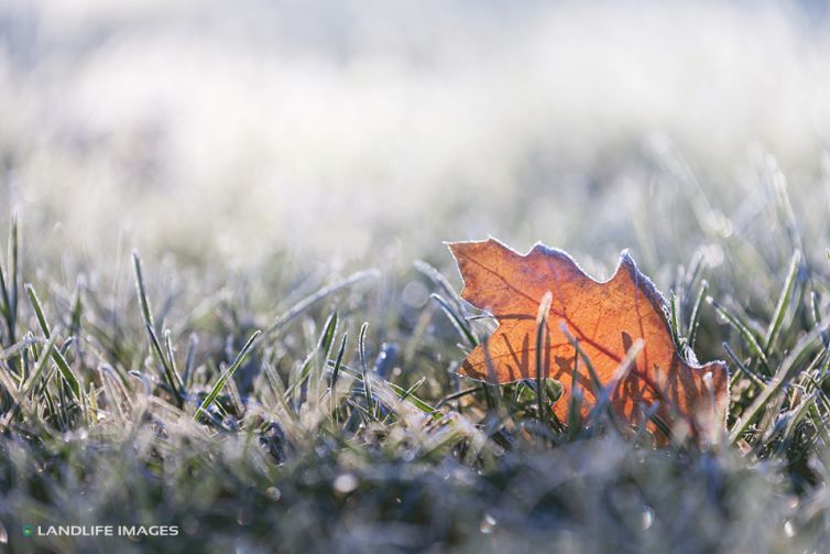 Frosty Leaf