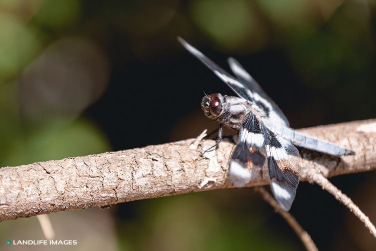 Dragonfly, San Juan Islands, USA