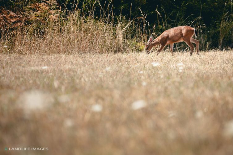 Deer, San Juan Islands