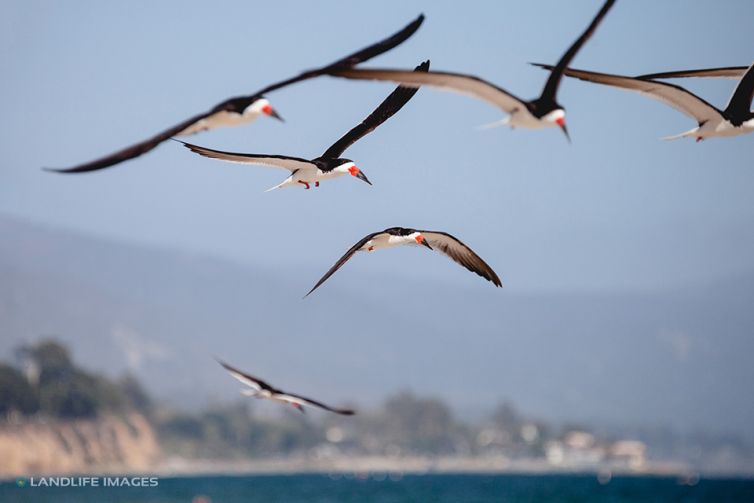 Birds over Santa Barbara Beach