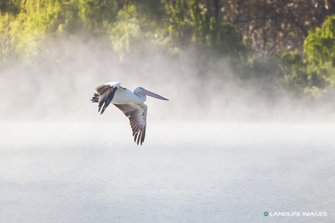 Misty morning pelican