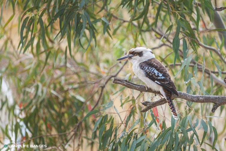 Australian Kookaburra