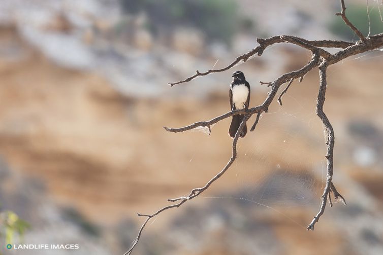 Australian Bird