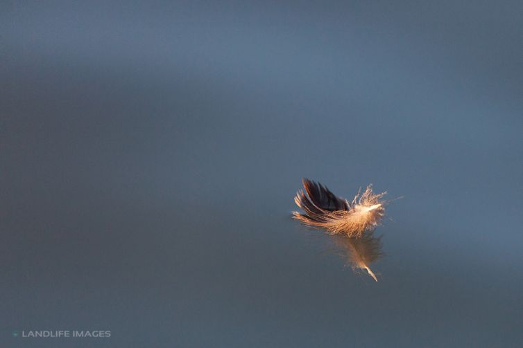 Lone Feather, Reflected