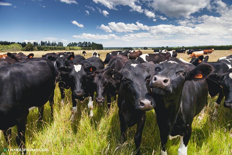 Cow herd, North Canterbury, New Zealand