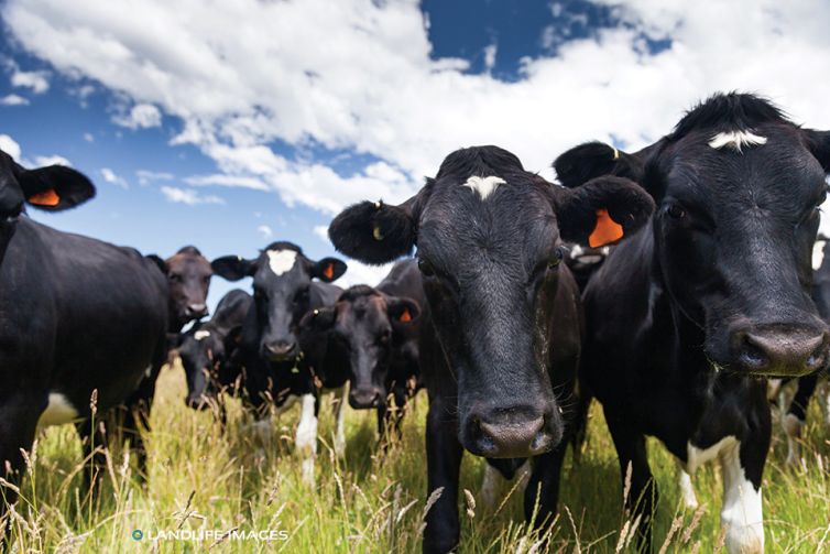 Inquisitive Cows, North Canterbury, New Zealand