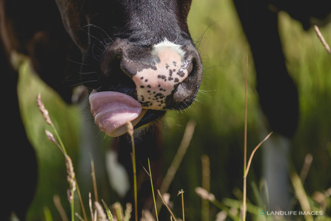 Cow licking its nose, New Zealand